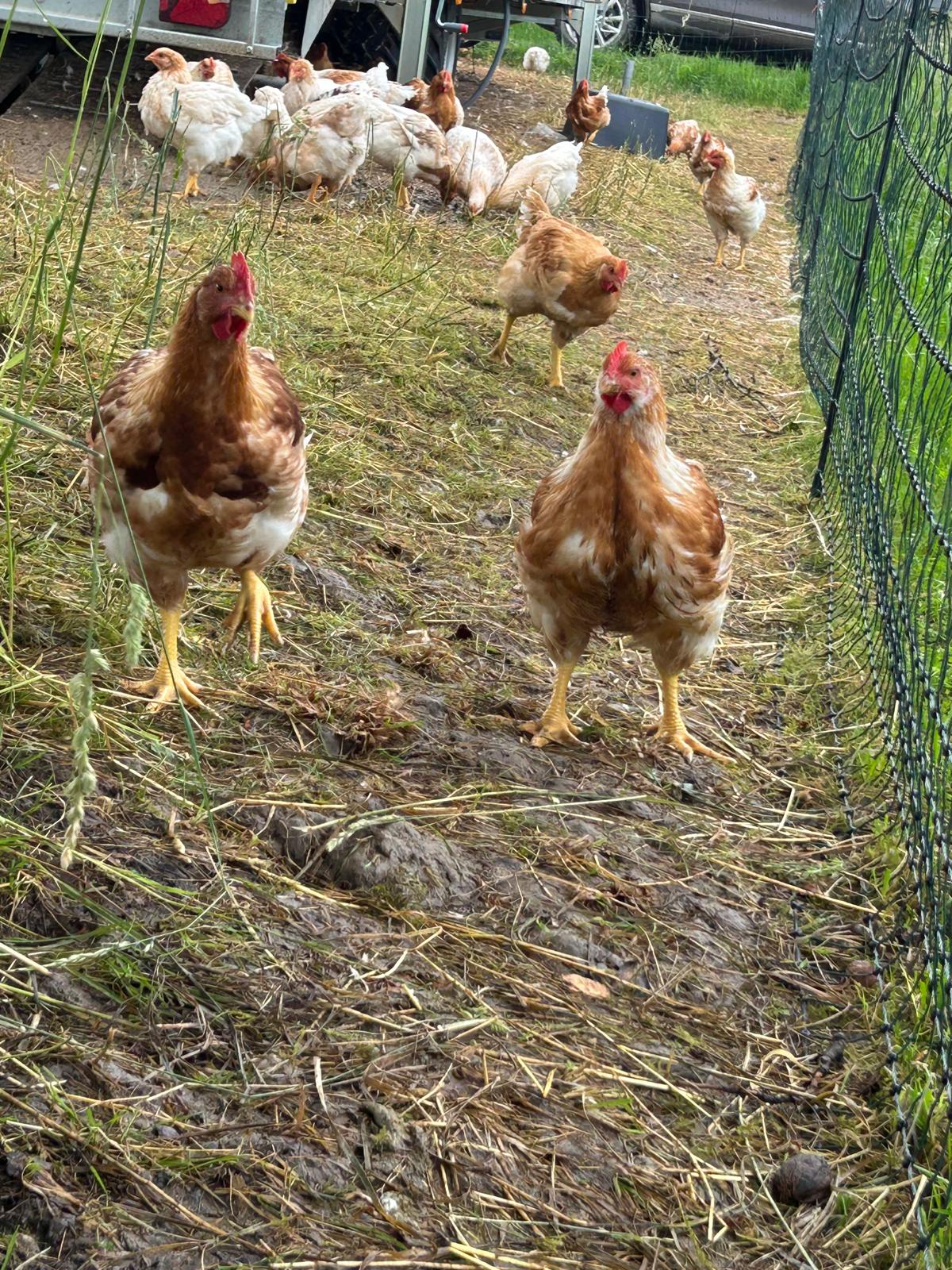 huehnerfarm